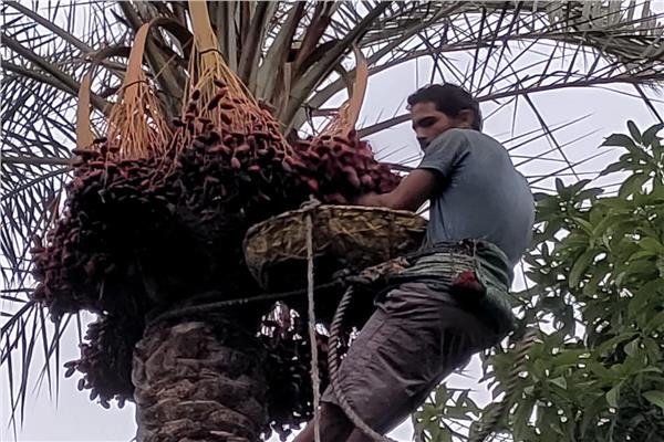 “البلح في الإسماعيلية” اختلفت الأنواع والأشكال والطعم واحد | فيديو 